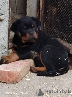 Zdjęcie №2 do zapowiedźy № 168462 na sprzedaż  rottweiler - wkupić się Serbia 
