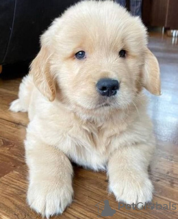 Zdjęcie №3. Zdrowe, urocze szczenięta golden retriever są już dostępne w sprzedaży. Niemcy