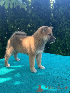 Zdjęcie №4. Sprzedam akita (rasa psa) w Belgrad. hodowca - cena - negocjowane