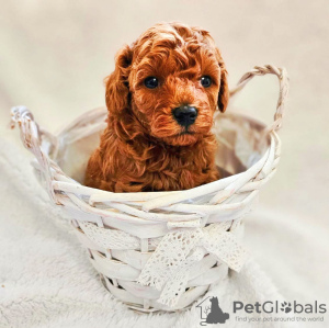 Zdjęcie №2 do zapowiedźy № 132949 na sprzedaż  pudel (zabawka) - wkupić się Hiszpania od żłobka, hodowca