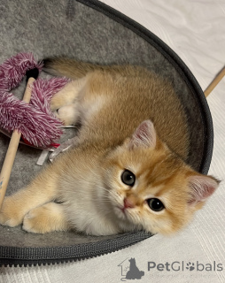 Zdjęcie №2 do zapowiedźy № 143571 na sprzedaż  kot brytyjski krótkowłosy - wkupić się Niemcy hodowca