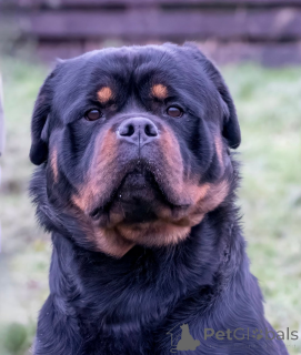 Zdjęcie №2 do zapowiedźy № 161327 na sprzedaż  rottweiler - wkupić się Bułgaria 