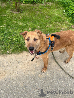 Zdjęcie №3. Dobra i urocza zieleń szuka domu.. Federacja Rosyjska