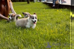 Zdjęcie №3. Oferuję do sprzedania super przepiękne welsh corgi) są 2 dziewczynki i 1 piesek.. Ukraina