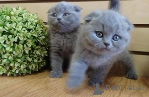 Zdjęcie №1. scottish fold - na sprzedaż w Unterhaching | 1674zł | Zapowiedź № 172313