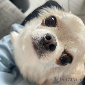 Zdjęcie №2 do zapowiedźy № 166482 na sprzedaż  chihuahua (rasa psów) - wkupić się Polska 