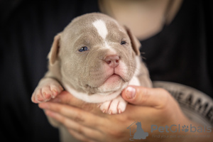 Zdjęcie №1. american bully - na sprzedaż w Москва | 6703zł | Zapowiedź №54828