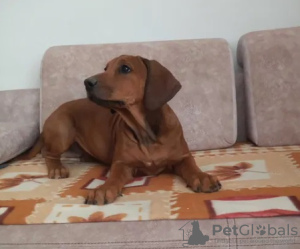 Dodatkowe zdjęcia: Rhodesian Ridgeback suczka ZKWP/FCI