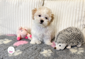 Zdjęcie №1. bolończyk - na sprzedaż w Bóg | Bezpłatny | Zapowiedź №156970