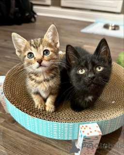 Zdjęcie №2 do zapowiedźy № 150622 na sprzedaż  kot domowy - wkupić się Niemcy ze schronu, hodowca