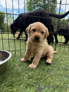 Zdjęcie №1. labrador retriever - na sprzedaż w Berlin | negocjowane | Zapowiedź №171287