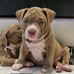 Zdjęcie №2 do zapowiedźy № 160021 na sprzedaż  landseer - wkupić się Łotwa prywatne ogłoszenie