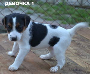 Zdjęcie №1. parson russell terrier - na sprzedaż w Ровно | 1050zł | Zapowiedź №12810