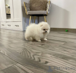 Zdjęcie №4. Sprzedam szpic miniaturowy w Berlin. prywatne ogłoszenie - cena - negocjowane