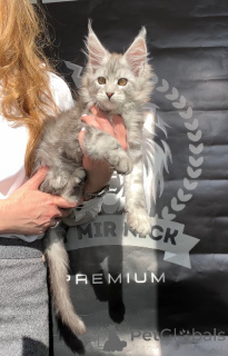 Zdjęcie №3. Alfred. USA