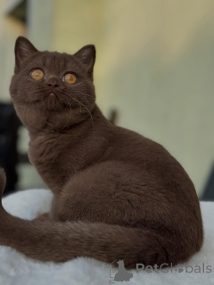 Zdjęcie №1. kot brytyjski krótkowłosy - na sprzedaż w Bazylea | negocjowane | Zapowiedź № 153740