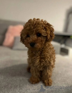 Zdjęcie №2 do zapowiedźy № 132003 na sprzedaż  pudel (zabawka) - wkupić się Holandia hodowca