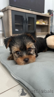 Zdjęcie №3. Urocza szczeniak do adopcji i ponownego zatrudniania. USA