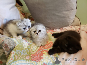 Zdjęcie №2 do zapowiedźy № 161688 na sprzedaż   - wkupić się Belgia 