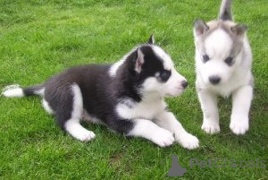 Zdjęcie №1. husky syberyjski - na sprzedaż w Balta | 2392zł | Zapowiedź №172676