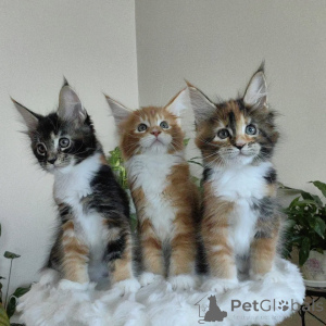 Zdjęcie №1. maine coon - na sprzedaż w Berlin | negocjowane | Zapowiedź № 163220