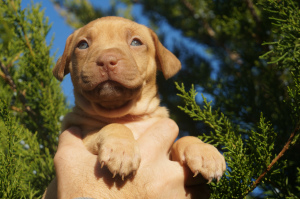 Zdjęcie №3. Hodowla LOVELY HEARTS, szczenięta pit bull terriera hodowli sportowej. Ukraina