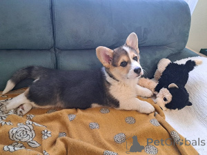 Zdjęcie №1. welsh corgi - na sprzedaż w Subotica | 3588zł | Zapowiedź №160995