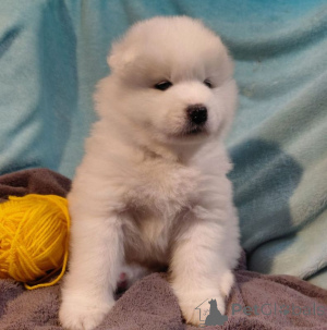 Zdjęcie №3. Pióro samojedinskie. Finlandia