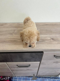 Zdjęcie №2 do zapowiedźy № 166826 na sprzedaż  pies nierasowy - wkupić się Białoruś hodowca