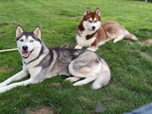 Zdjęcie №1. husky syberyjski - na sprzedaż w Marsylia | Bezpłatny | Zapowiedź №162732