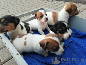 Zdjęcie №1. jack russell terrier - na sprzedaż w Goslar | Bezpłatny | Zapowiedź №130316