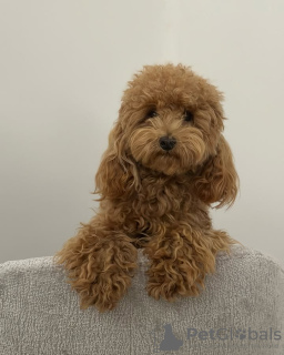 Zdjęcie №2 do zapowiedźy № 132654 na sprzedaż  pudel (zabawka) - wkupić się Hiszpania hodowca