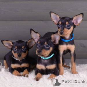 Zdjęcie №1. pražský krysařík - na sprzedaż w Zły Münsteerefel | negocjowane | Zapowiedź №154708