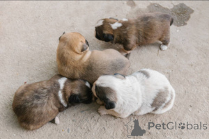 Zdjęcie №4. Sprzedam  w Glasgow. hodowca - cena - 3109zł