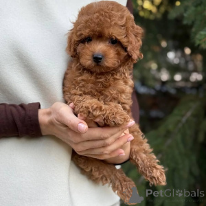 Zdjęcie №2 do zapowiedźy № 166803 na sprzedaż  szpic miniaturowy - wkupić się Niemcy prywatne ogłoszenie