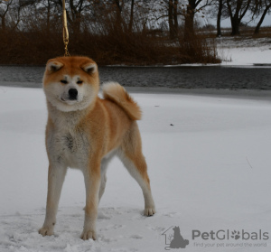 Zdjęcie №1. akita (rasa psa) - na sprzedaż w Cherkassky Bishkin | negocjowane | Zapowiedź №10441