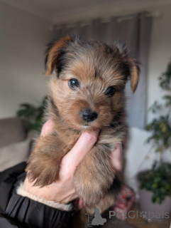 Zdjęcie №3. Sprzedam szczenięta rasy Yorkshire Terrier. Cypr