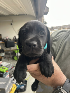 Zdjęcie №1. labrador retriever - na sprzedaż w Różnice | negocjowane | Zapowiedź №165850