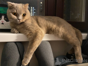 Zdjęcie №1. kot brytyjski krótkowłosy - na sprzedaż w Москва | Bezpłatny | Zapowiedź № 73050
