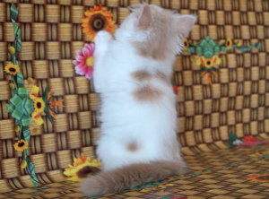 Zdjęcie №2 do zapowiedźy № 6997 na sprzedaż  highland-straights - wkupić się Ukraina prywatne ogłoszenie