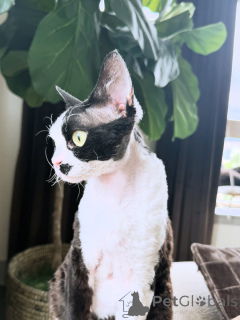 Zdjęcie №2 do zapowiedźy № 169155 na sprzedaż  devon rex - wkupić się Finlandia prywatne ogłoszenie