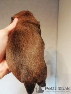 Zdjęcie №4. Sprzedam shih tzu w Tallinn. prywatne ogłoszenie, hodowca - cena - 2511zł