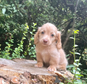 Zdjęcie №3. Dackelwelpen zur adopcja verfügbar. Niemcy