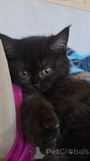 Zdjęcie №2 do zapowiedźy № 146042 na sprzedaż  scottish straight - wkupić się Łotwa prywatne ogłoszenie