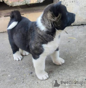 Zdjęcie №3. American Akita Puppy. Serbia