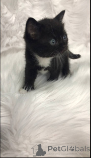 Zdjęcie №4. Sprzedam scottish straight w Филадельфия. prywatne ogłoszenie - cena - negocjowane