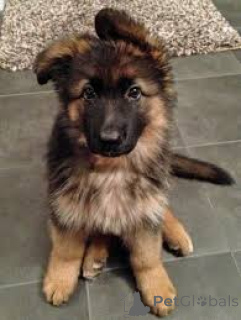 Zdjęcie №3. Chiots Berger Allemand do sprzedaży. Luksemburg