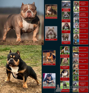 Dodatkowe zdjęcia: American Bully Pocket szczenięta