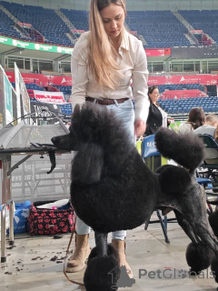 Zdjęcie №1. pudel (royal) - na sprzedaż w Valeovo | negocjowane | Zapowiedź №166125