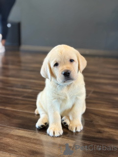 Zdjęcie №3. Prachtige Labrador Retriever-szczenię zoeken een Liefdevol nieuw thuis. Holandia